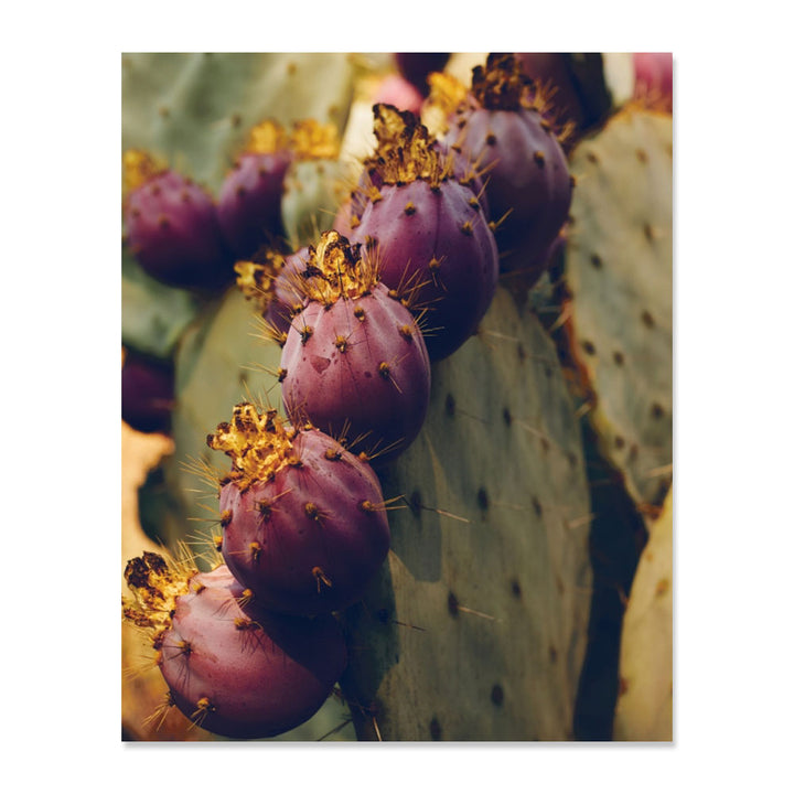 Close-up of a prickly pear cactus with ripe purple fruit on the pad—an inspiring scene for California soul food, as captured in Tanya Holland's California Soul: Recipes from a Culinary Journey West, with sunlight highlighting the bounty.